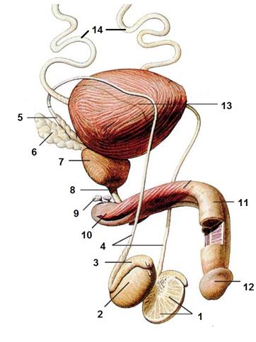 Строение мужской половой системы - student2.ru