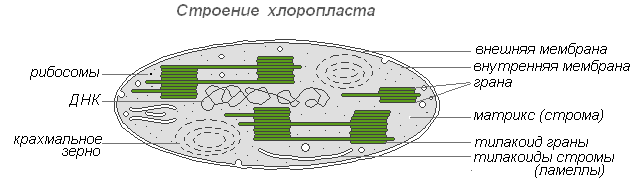 Строение ограноидов эукариотов. - student2.ru