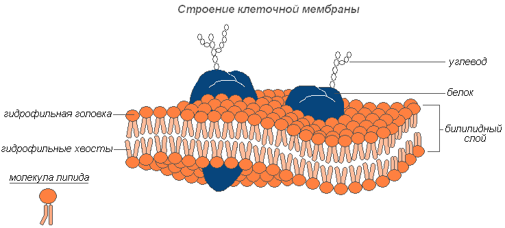 Строение ограноидов эукариотов. - student2.ru