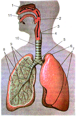 строение органов дыхания - student2.ru