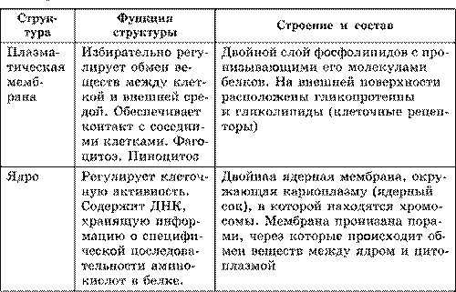 Строение про– и эукариотной клеток. Взаимосвязь строения и функций частей и органоидов клетки – основа ее целостности - student2.ru