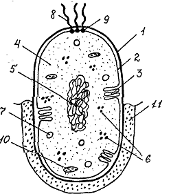 Строение прокариотической (бактериальной) клетки - student2.ru