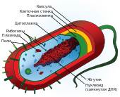 Строение прокариотической клетки - student2.ru