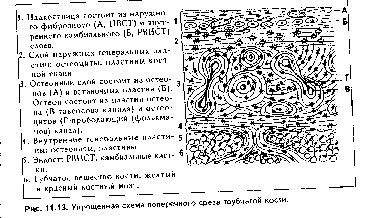 строение различных видов костной ткани. строение кости как органа - student2.ru