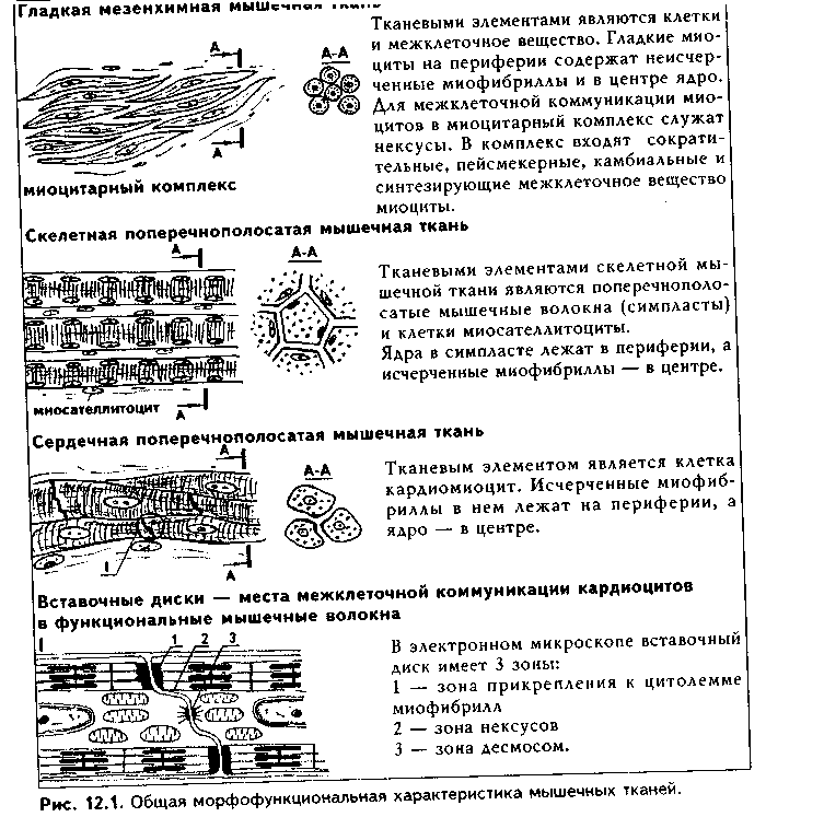 строение различных видов костной ткани. строение кости как органа - student2.ru