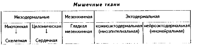 строение различных видов костной ткани. строение кости как органа - student2.ru