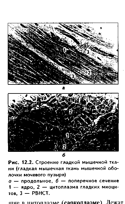 строение различных видов костной ткани. строение кости как органа - student2.ru