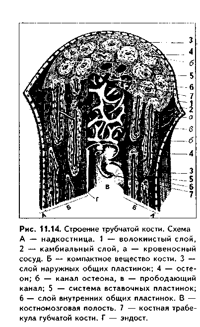 строение различных видов костной ткани. строение кости как органа - student2.ru