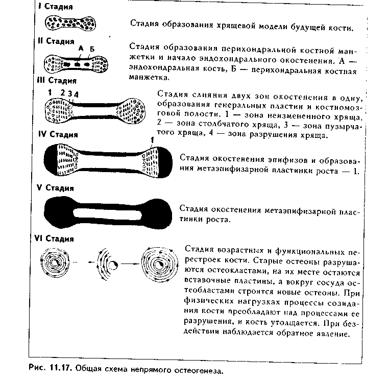 строение различных видов костной ткани. строение кости как органа - student2.ru