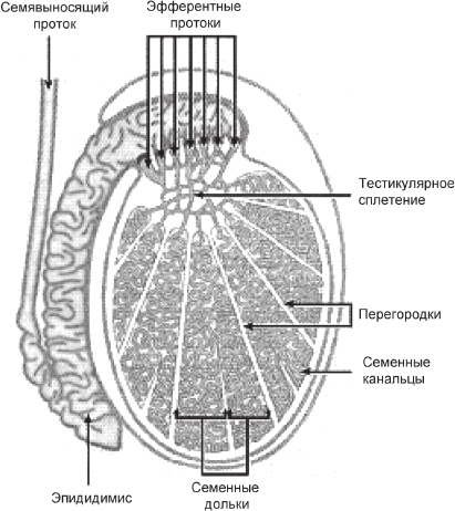 Строение, развитие и функция мужской репродуктивной системы млекопитающих - student2.ru