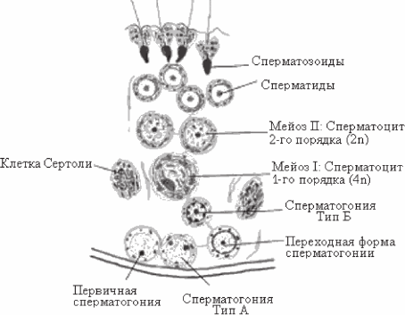 Строение, развитие и функция мужской репродуктивной системы млекопитающих - student2.ru