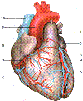 строение сердца - student2.ru