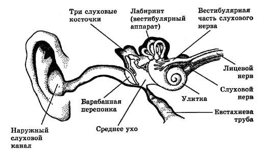 Строение слухового анализатора - student2.ru