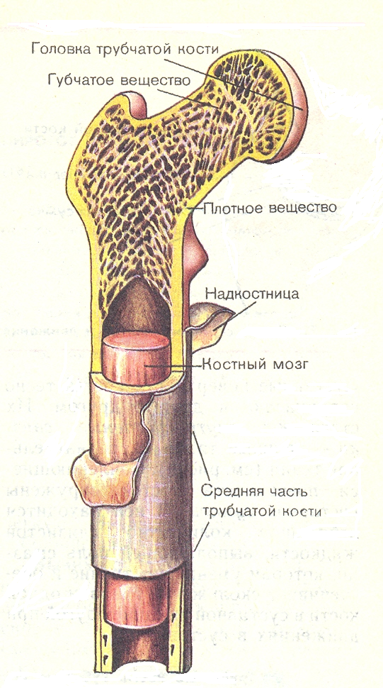 Строение слухового анализатора - student2.ru