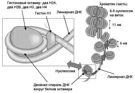СТРОЕНИЕ, СВОЙСТВА, БИОЛОГИЧЕСКАЯ РОЛЬ. Нуклеиновые кислоты являются биологическими полимерами - student2.ru
