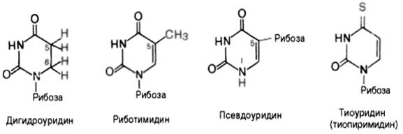 СТРОЕНИЕ, СВОЙСТВА, БИОЛОГИЧЕСКАЯ РОЛЬ. Нуклеотиды – органические вещества, состоящие из гетероциклического азотистого основания, моносахарида (пентозы) и остатка фосфорной кислоты - student2.ru