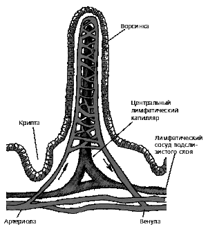 Строение ворсинки, пристеночное пищеварение - student2.ru