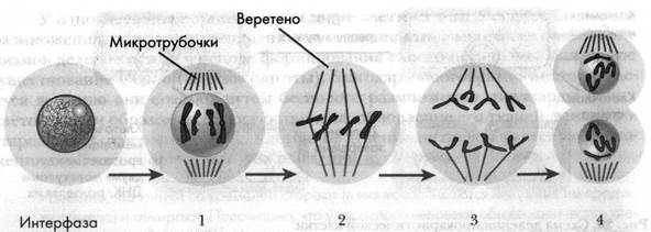 Строение ядра. Деление клетки - student2.ru