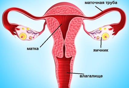 Строение женской половой системы - student2.ru
