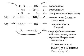 Структура белковой молекулы - student2.ru