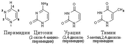 Структура белковой молекулы - student2.ru