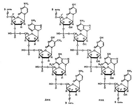 Структура белковой молекулы - student2.ru