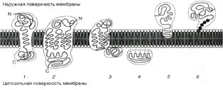 Структура биологической мембраны - student2.ru