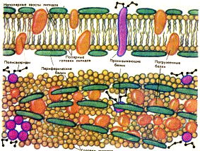 Структура биологической мембраны - student2.ru