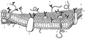 Структура биологической мембраны - student2.ru