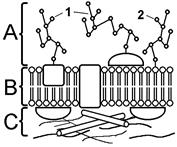 Структура биологической мембраны - student2.ru