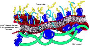 Структура биологической мембраны - student2.ru