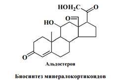 Структура глюкокортикоидного рецептора - student2.ru