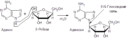 Структура молекулы ДНК - student2.ru