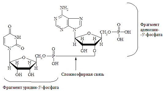 Структура молекулы ДНК - student2.ru