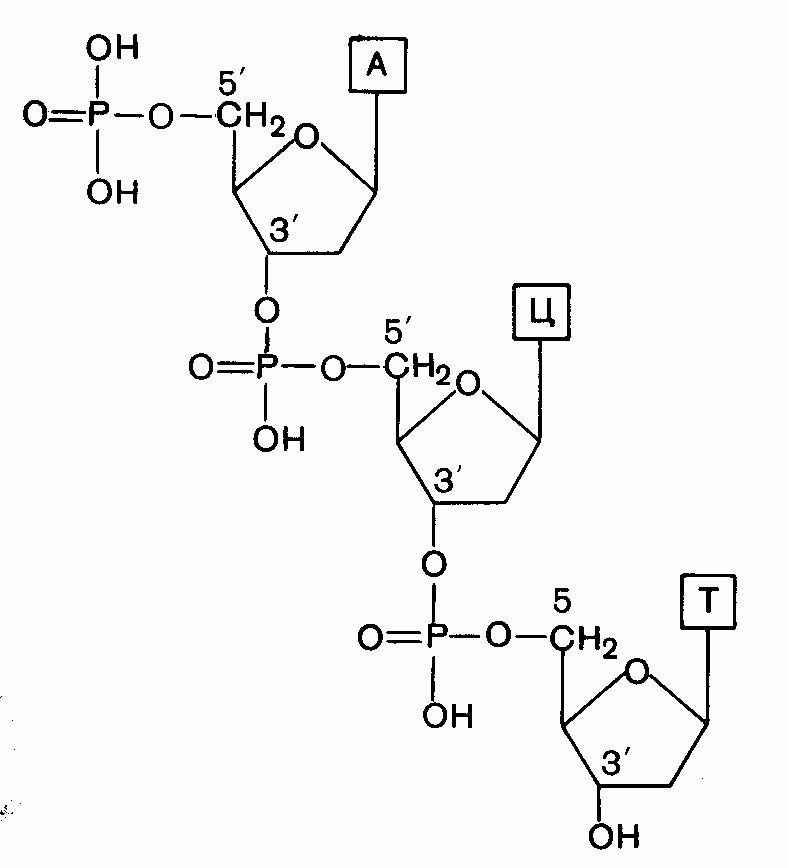 Структура нуклеиновых кислот - student2.ru