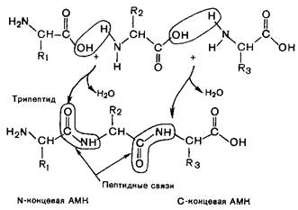 Структурная организация белков - student2.ru