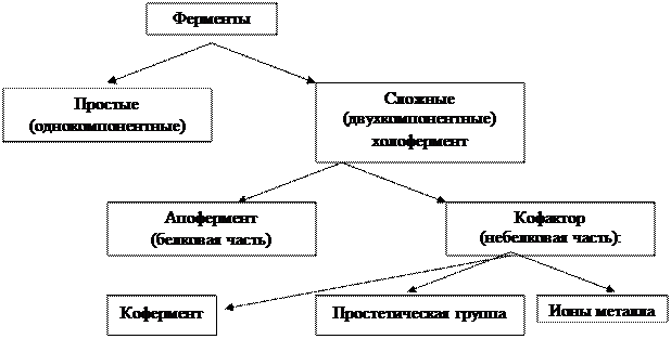 Структурная организация ферментов - student2.ru