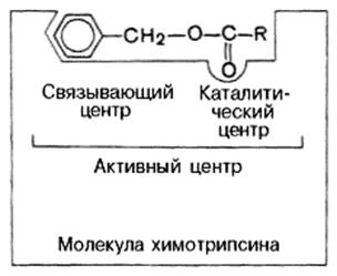 Структурная организация ферментов - student2.ru