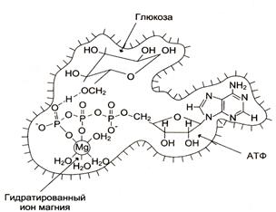 Структурная организация ферментов - student2.ru