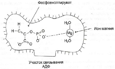 Структурная организация ферментов - student2.ru