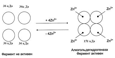 Структурная организация ферментов - student2.ru