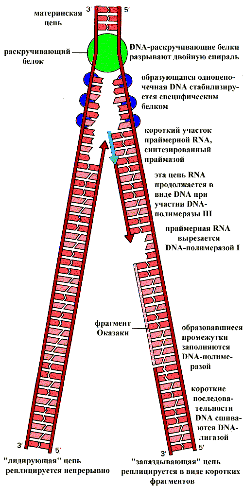 структурная организация хроматина - student2.ru