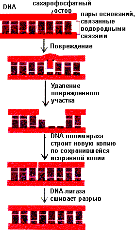 структурная организация хроматина - student2.ru