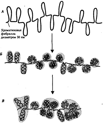структурная организация хроматина - student2.ru