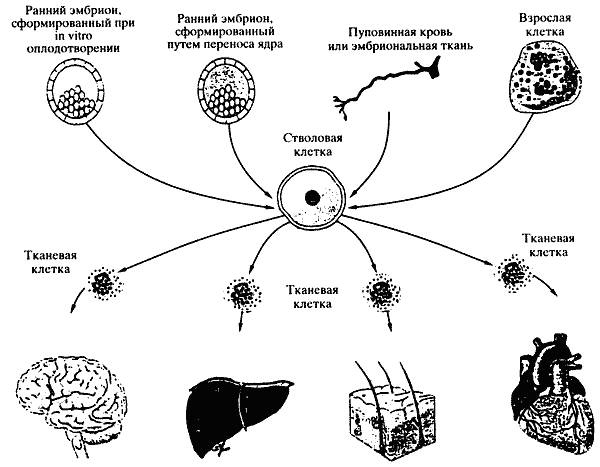 Структурная организация живых организмов: одноклеточные, многоклеточные организмы. Колониальная и сифоновая организация - student2.ru