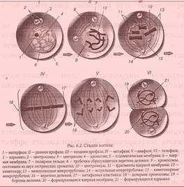 Структурно-функциональные изменения клетки в митотическом цикле - student2.ru
