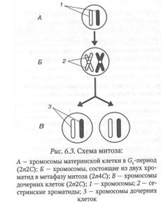 Структурно-функциональные изменения клетки в митотическом цикле - student2.ru