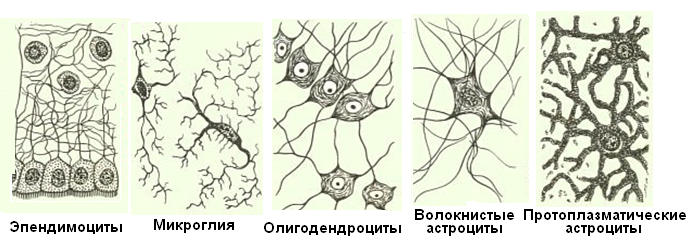 структуры организма человека 5 страница - student2.ru