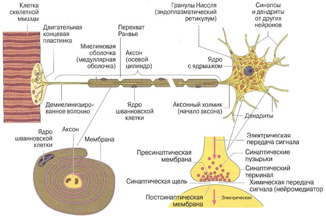 структуры организма человека 5 страница - student2.ru