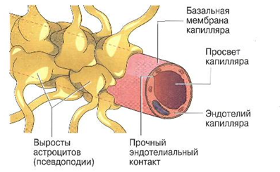 структуры организма человека 5 страница - student2.ru